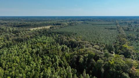 Tye Branch Option A — Hampton County, South Carolina