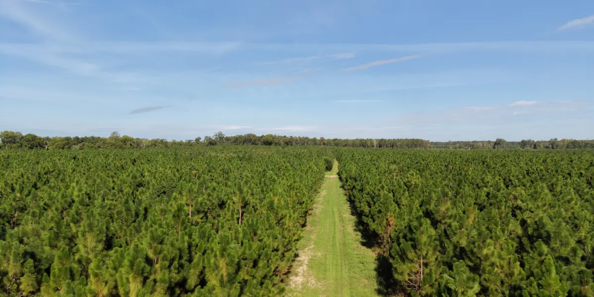 Crocketville 70 Acres — Hampton County, South Carolina