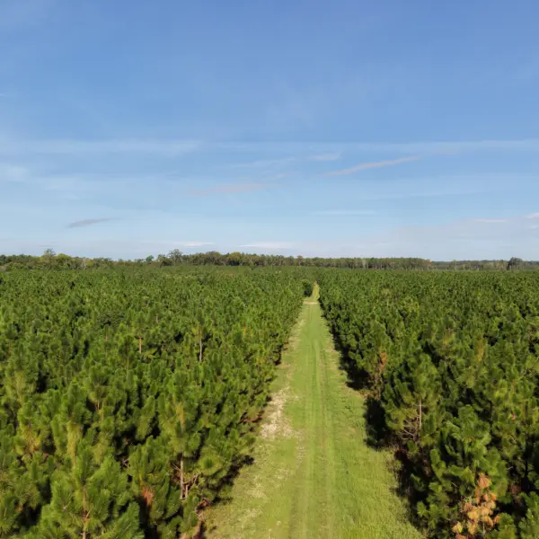 Crocketville 70 Acres — Hampton County, South Carolina
