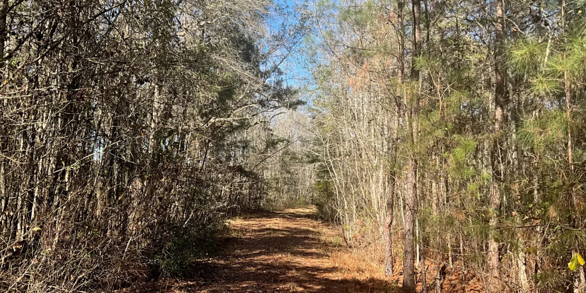 Hayes Tract — Hampton County, South Carolina