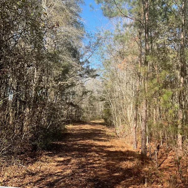 Hayes Tract — Hampton County, South Carolina