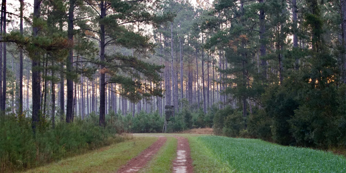 North Hendrix — Hampton County, South Carolina