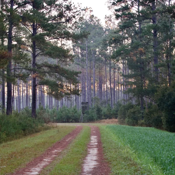 North Hendrix — Hampton County, South Carolina