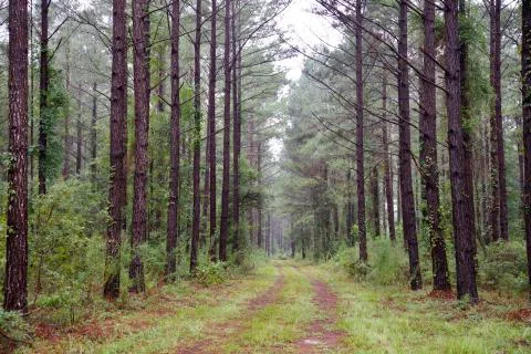 Peeples Waldburg Tract — Hampton County, South Carolina