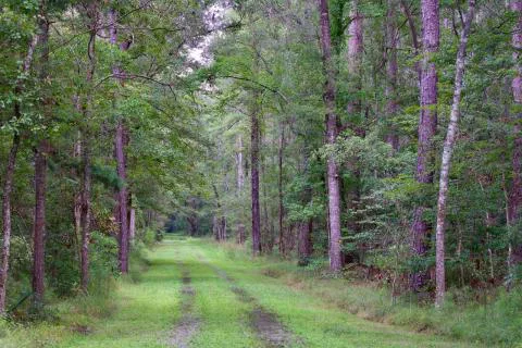 Ashley River Farms — Dorchester County, South Carolina