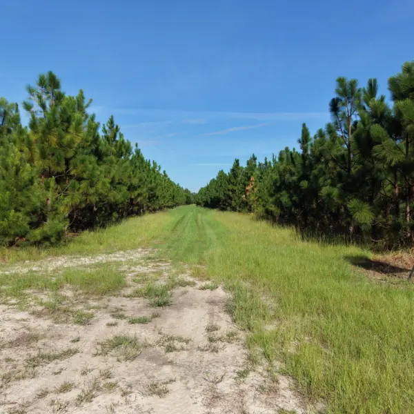 Crocketville 70 Acres — photo 2