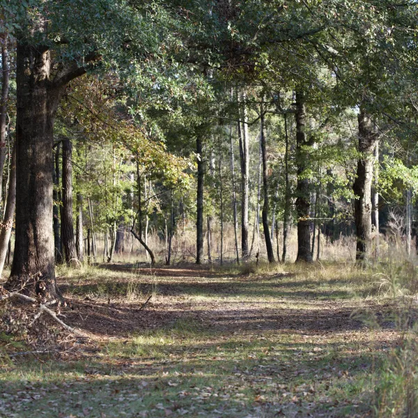 Tall Pine Preserve — photo 4