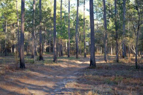 Cypress Creek Plantation — Georgetown County, South Carolina