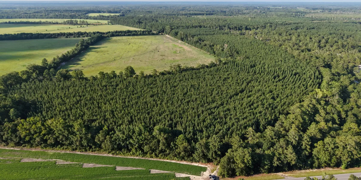 Bates Tree Farm — Barnwell County, South Carolina