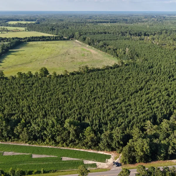 Bates Tree Farm — Barnwell County, South Carolina
