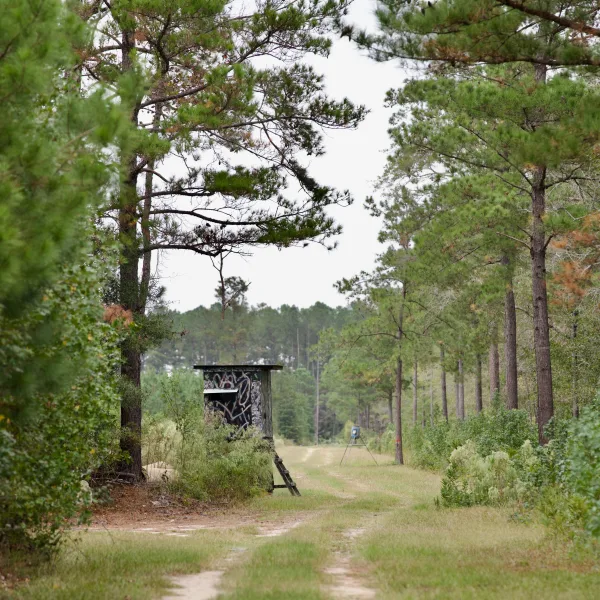 Greeley Plantation — Clarendon County, South Carolina