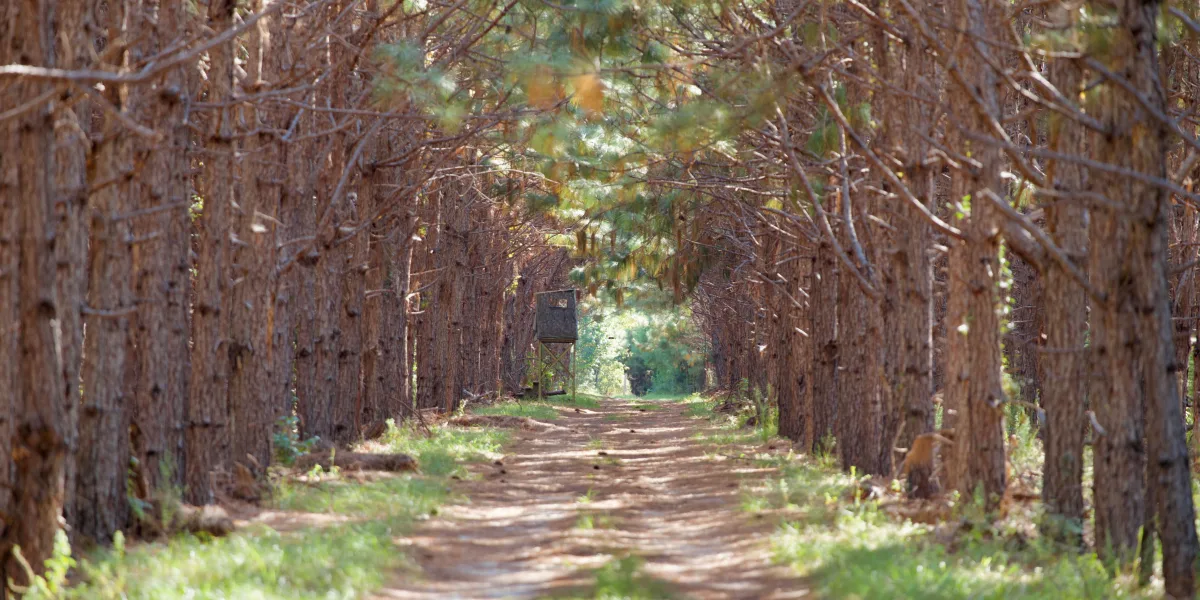 Whippy Ridge — Hampton County, South Carolina