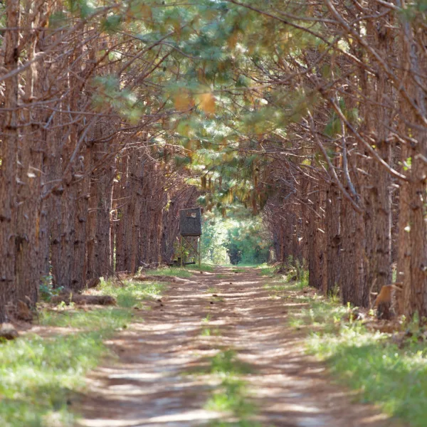 Whippy Ridge — Hampton County, South Carolina