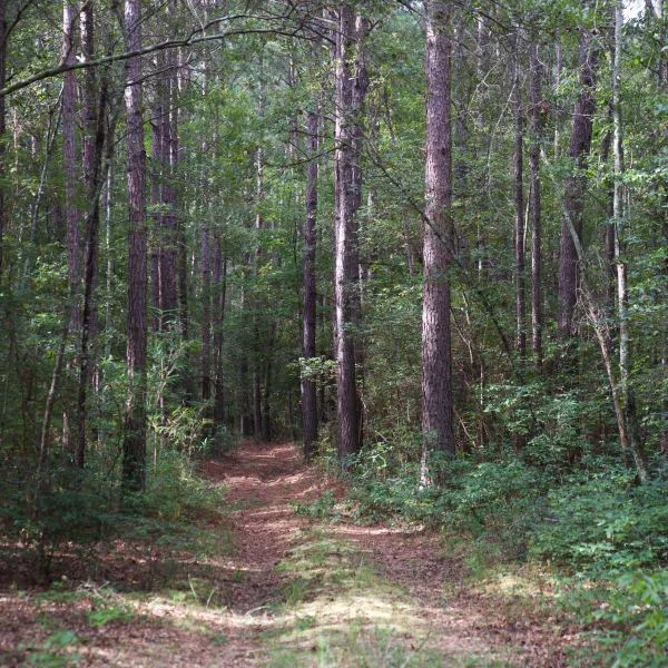 Bates Tree Farm — photo 2