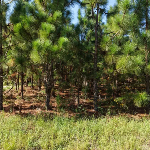 Crocketville 70 Acres — photo 3