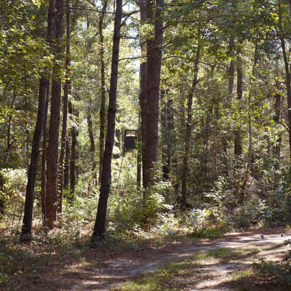Whippy Ridge — photo 2