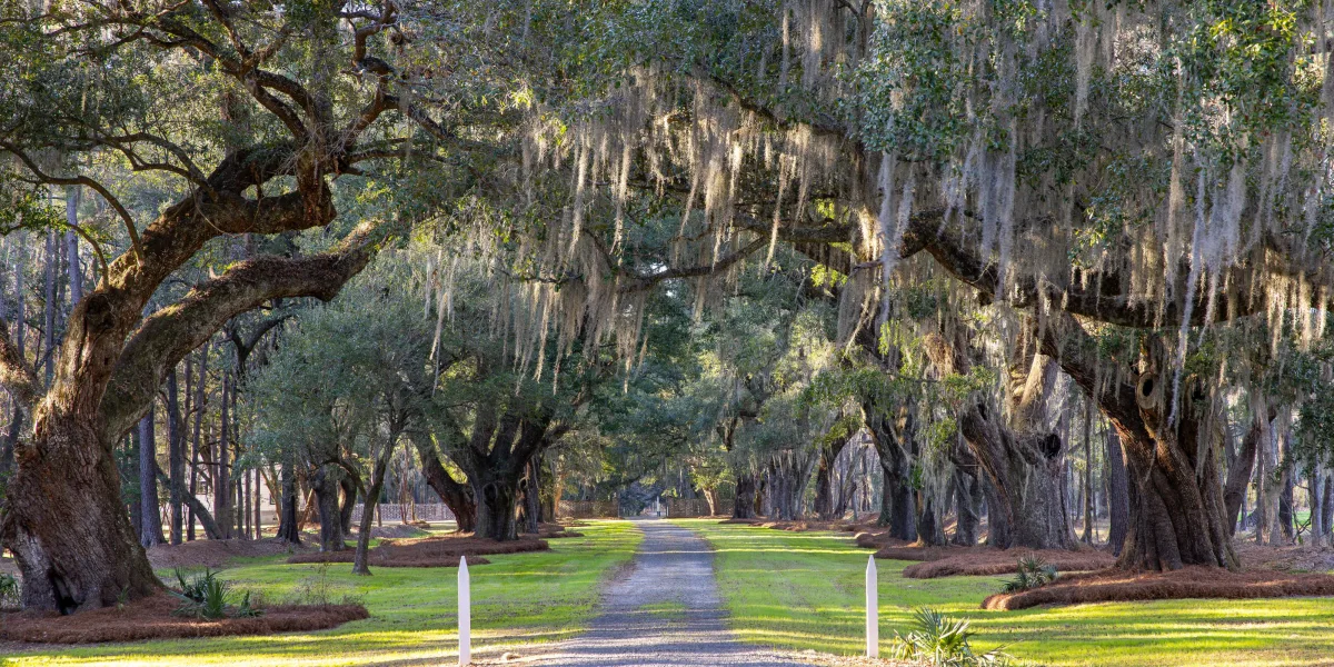 Richmond Plantation — Berkeley County, South Carolina
