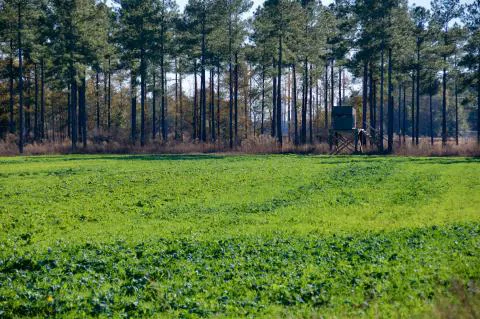 Slater Tract — Jasper County, South Carolina