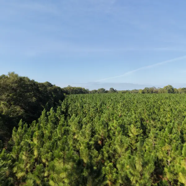 Crocketville 70 Acres — photo 4
