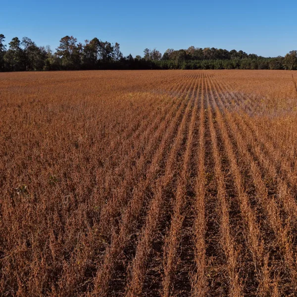 Hobcaw Indiantown — Williamsburg County, South Carolina