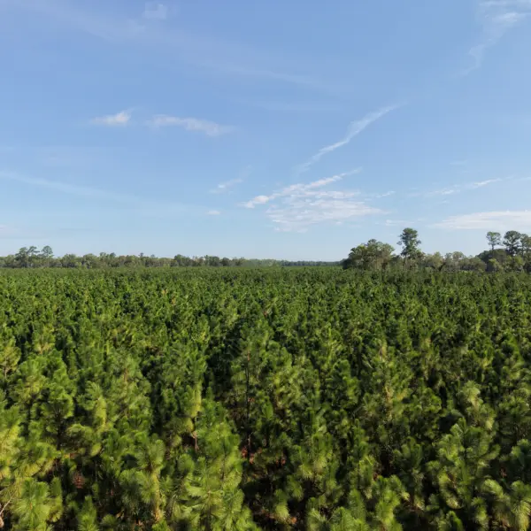 Crocketville 70 Acres — photo 5