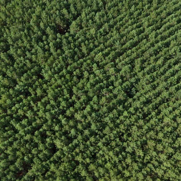 Bates Tree Farm — photo 5