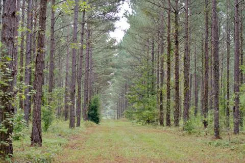 Beaverdam Branch — Edgefield County, South Carolina