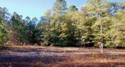 Rocky Point Tract — Allendale County, South Carolina
