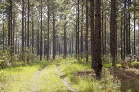 Austin Tract — Effingham County, Georgia
