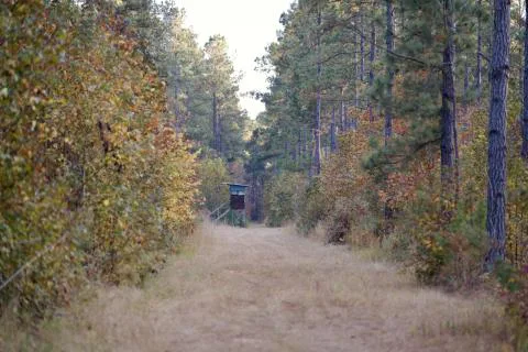 Beech Hill — Dorchester County, South Carolina