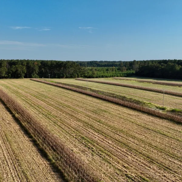 Sandy Run Farm — photo 3