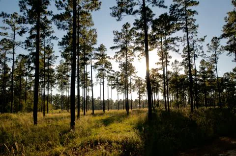 Slater Plantation — Jasper County, South Carolina