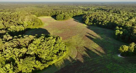 Daley Farm — Hampton County, South Carolina