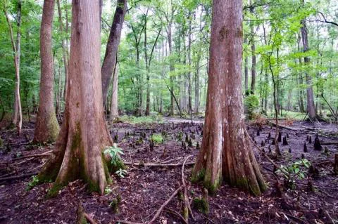 Hoover Corner — Hampton County, South Carolina