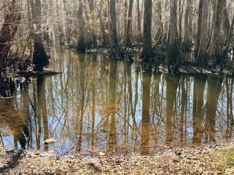 Brier Creek Tract — Screven County, Georgia