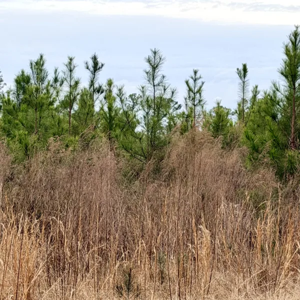 Crocketville 18 Acres — photo 2
