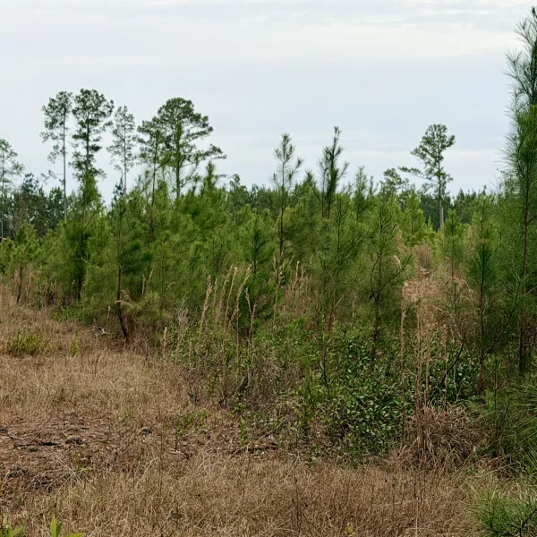 Crocketville 18 Acres — photo 5