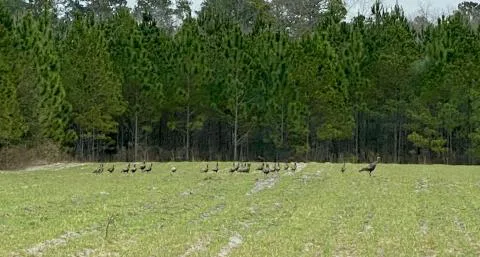Slater Plantation — Jasper County, South Carolina