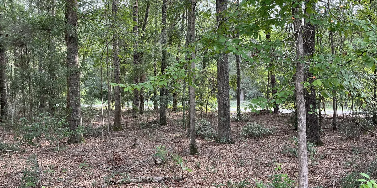 Parker Tract — Hampton County, South Carolina