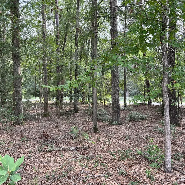 Parker Tract — Hampton County, South Carolina
