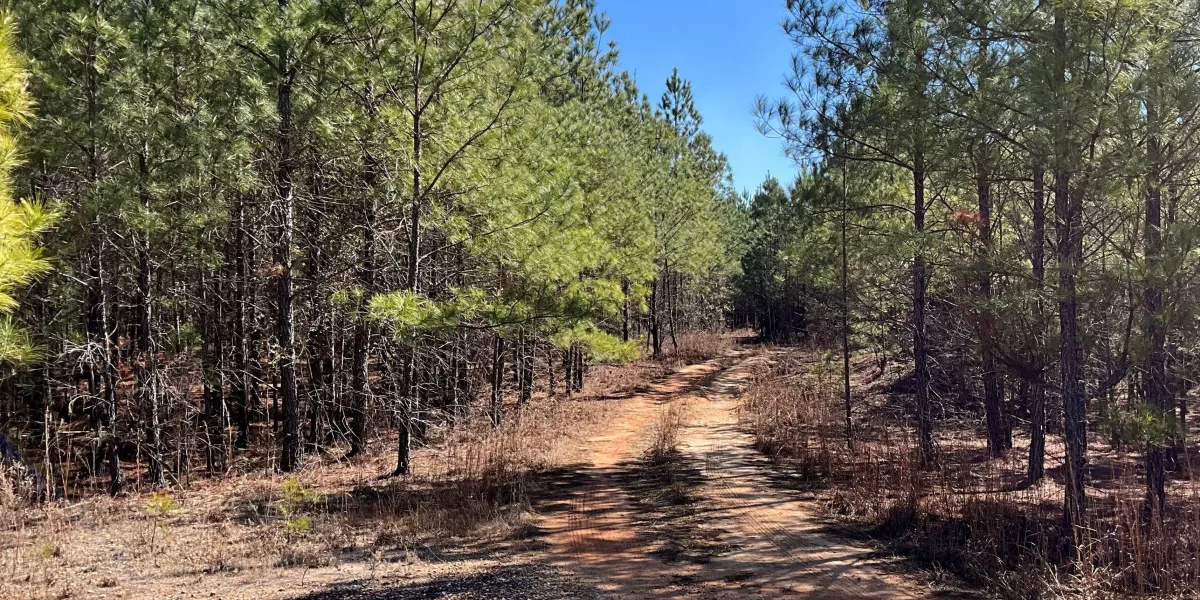 McLin Tract — Allendale County, South Carolina