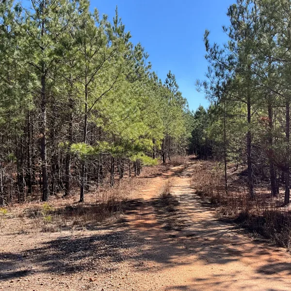 McLin Tract — Allendale County, South Carolina