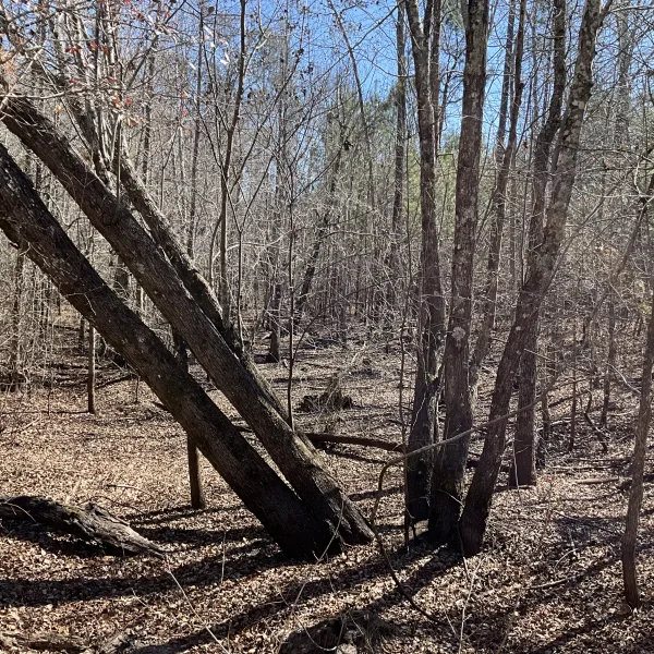 McLin Tract — photo 4