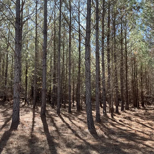 McLin Tract — photo 5
