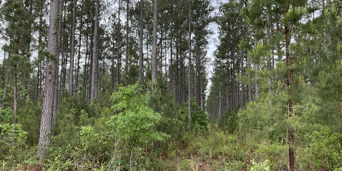 Rowesville Tree Farm — Orangeburg County, South Carolina