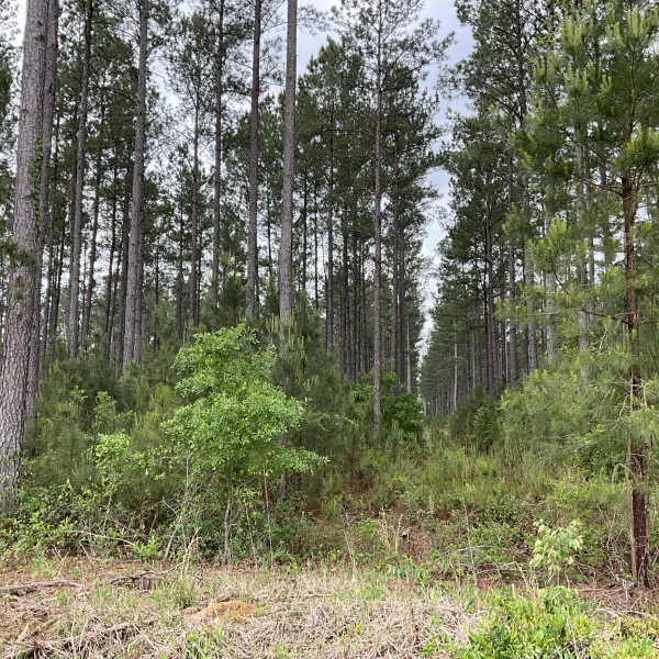 Rowesville Tree Farm — Orangeburg County, South Carolina