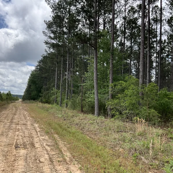 Rowesville Tree Farm — photo 2