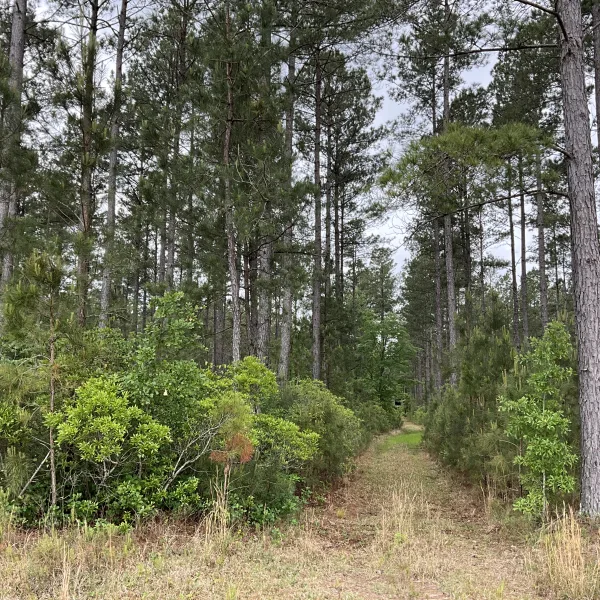 Rowesville Tree Farm — photo 3