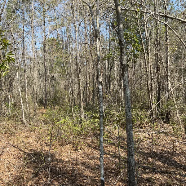 Slater Tract — photo 3