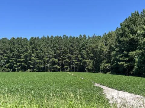 Smith Farm — Hampton County, South Carolina